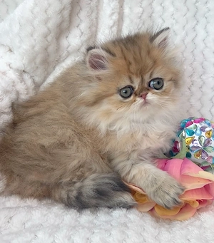 pisica persana chinchilla, cu pedigree