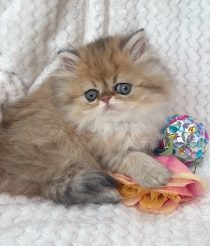 pisica persana chinchilla, cu pedigree - imagine 3