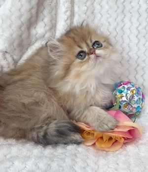 pisica persana chinchilla, cu pedigree - imagine 2