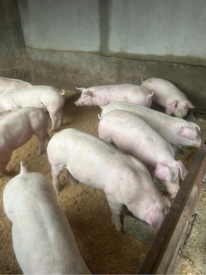 Porci intre 45-250kg - imagine 2