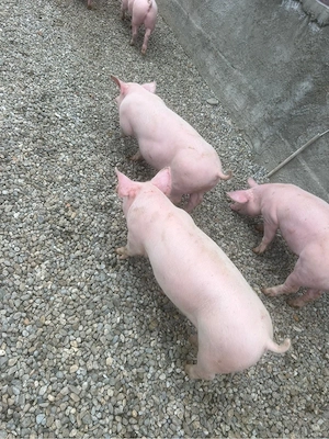Porci intre 45-250kg - imagine 3