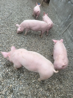 Porci intre 45-250kg - imagine 4