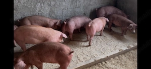 Porci intre 45-250kg