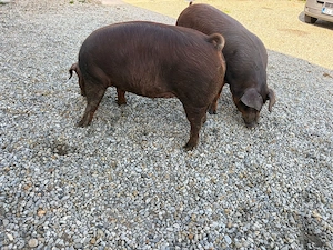 Scroafe montate  - imagine 3