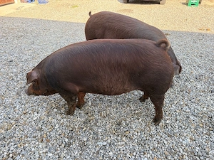 Scroafe montate  - imagine 4