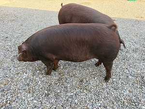 Scroafe montate  - imagine 2