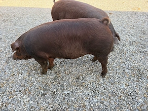 Scroafe montate  - imagine 5