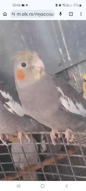 Vanzare papagali  - imagine 3