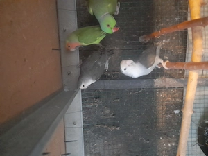 Vanzare papagali  - imagine 2