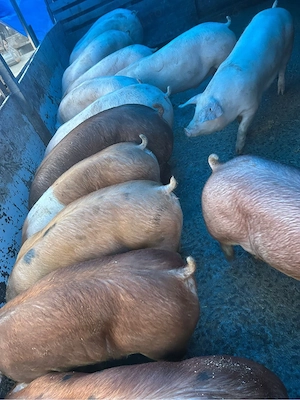 Porci de la 45 la 250kg OFERTA 11lei - imagine 4