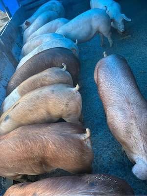 Porci de la 45 la 250kg OFERTA 11lei - imagine 3