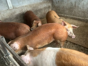 Porci de la 45 la 250kg OFERTA 11lei - imagine 2