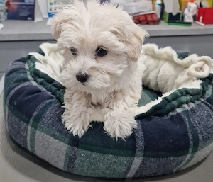 Cățeluși bichon  - imagine 3