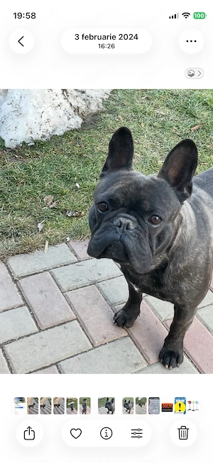 bulldog francez - imagine 3