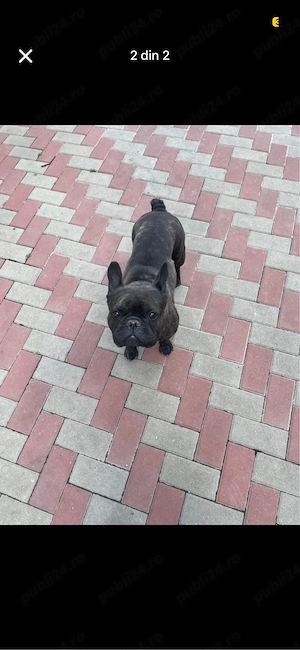 bulldog francez - imagine 2