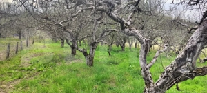  Teren Construibil 2900 mp cu 2 deschideri la asfalt – livadă matură, DN 72A - imagine 7