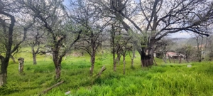  Teren Construibil 2900 mp cu 2 deschideri la asfalt – livadă matură, DN 72A - imagine 3