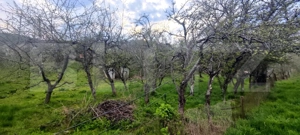  Teren Construibil 2900 mp cu 2 deschideri la asfalt – livadă matură, DN 72A - imagine 4