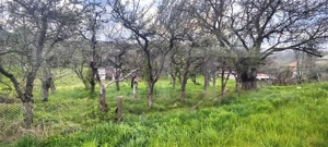  Teren Construibil 2900 mp cu 2 deschideri la asfalt – livadă matură, DN 72A - imagine 2