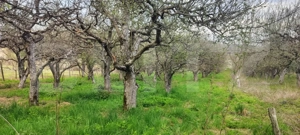  Teren Construibil 2900 mp cu 2 deschideri la asfalt – livadă matură, DN 72A - imagine 10