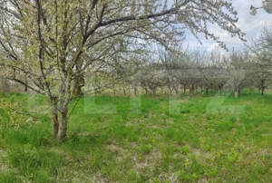  Teren Construibil 2900 mp cu 2 deschideri la asfalt – livadă matură, DN 72A - imagine 18
