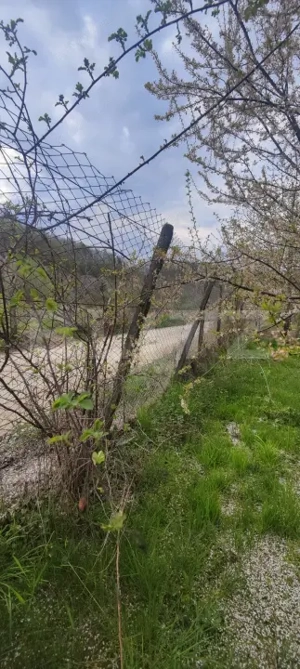  Teren Construibil 2900 mp cu 2 deschideri la asfalt – livadă matură, DN 72A - imagine 17