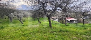  Teren Construibil 2900 mp cu 2 deschideri la asfalt – livadă matură, DN 72A - imagine 11