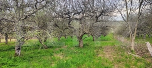  Teren Construibil 2900 mp cu 2 deschideri la asfalt – livadă matură, DN 72A - imagine 15