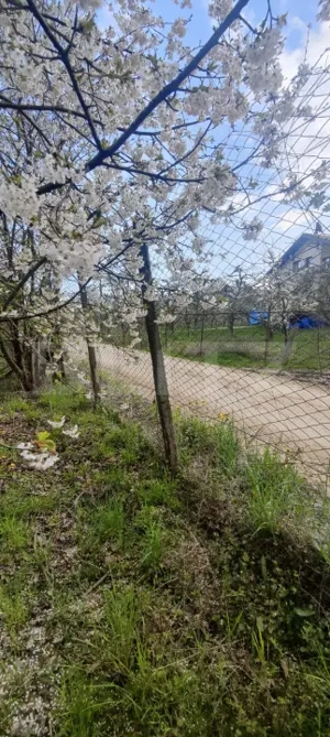  Teren Construibil 2900 mp cu 2 deschideri la asfalt – livadă matură, DN 72A - imagine 19