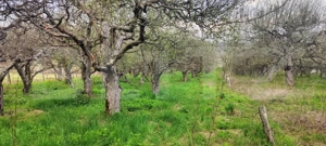  Teren Construibil 2900 mp cu 2 deschideri la asfalt – livadă matură, DN 72A - imagine 8