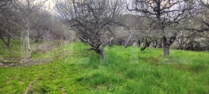  Teren Construibil 2900 mp cu 2 deschideri la asfalt – livadă matură, DN 72A - imagine 9