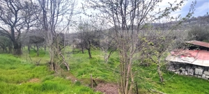  Teren Construibil 2900 mp cu 2 deschideri la asfalt – livadă matură, DN 72A - imagine 20