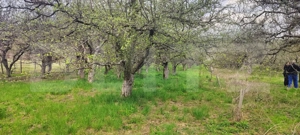  Teren Construibil 2900 mp cu 2 deschideri la asfalt – livadă matură, DN 72A - imagine 16