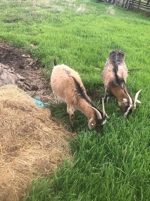 Vand capre gestante , tinere si bune de lapte 