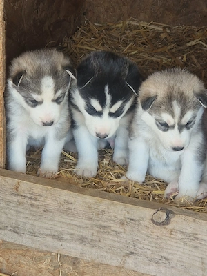 Husky așteaptă stapani 