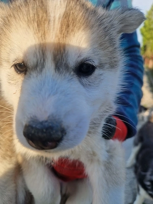 Husky așteaptă stapani