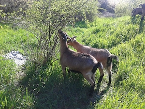 Iedute-Alpine-Din-Mai-2025 - imagine 2