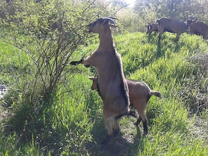 Iedute-Alpine-Din-Mai-2025 - imagine 3