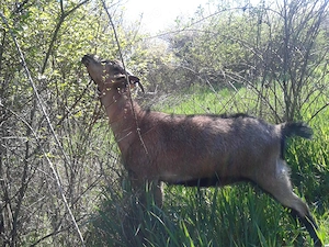 Iedute-Alpine-Din-Mai-2025