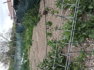 Acum oferta specială teren cca120 m pătrați intravilan pădure lac centura nord toate unitățile  - imagine 10