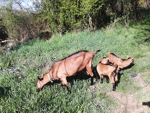 Iedute-Alpine-Franceze-2026 - imagine 2