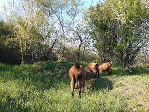 Iedute-Alpine-Franceze-2026