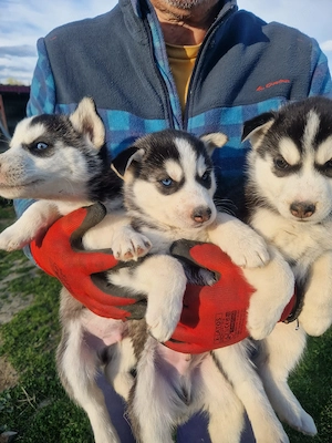 Husky așteaptă stapani  - imagine 5