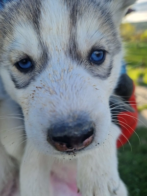 Husky așteaptă stapani  - imagine 3