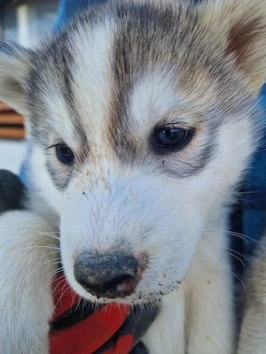 Husky așteaptă stapani  - imagine 4