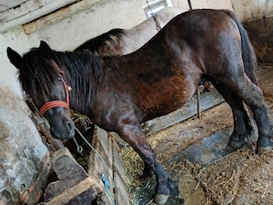 Mânz 1 an 8 luni 90 milioane Detalii la telefon   