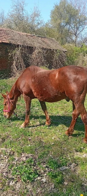 vand cal bun de tras .......accept orice proba   - imagine 5