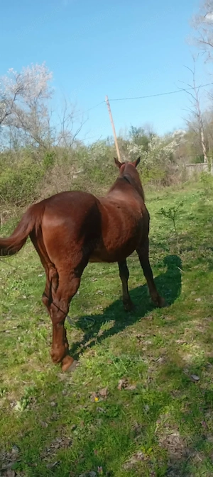 vand cal bun de tras .......accept orice proba  