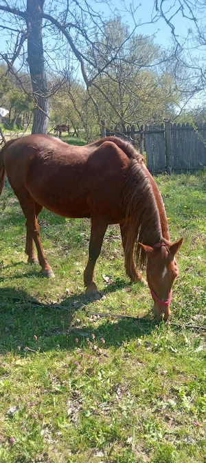 vand cal bun de tras .......accept orice proba   - imagine 3