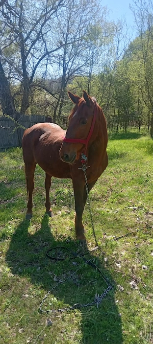 vand cal bun de tras .......accept orice proba   - imagine 2